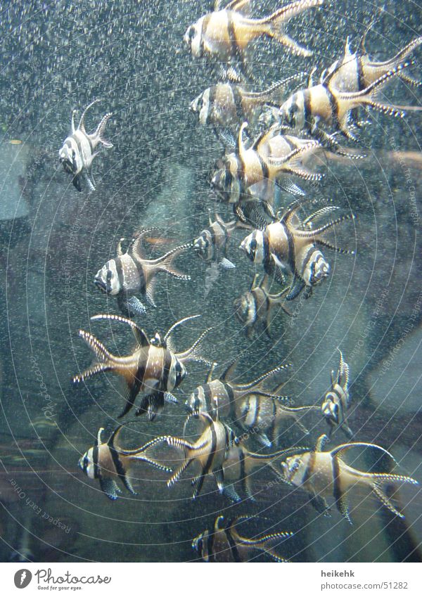 Stachelige Fische gestreift Zacken Aquarium Luftblase Innenaufnahme Schwarm