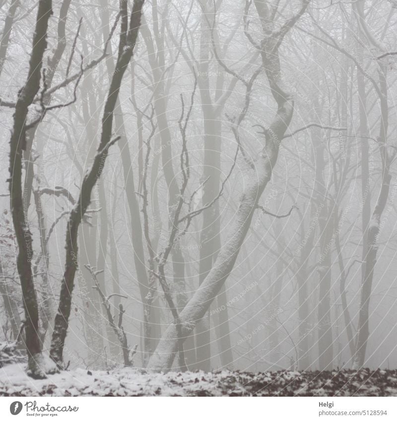 bizarrer Nebel-Winterwald Wald Bäume Nebelwald Winterstimmung Nebelstimmung Kälte Frost Schnee Wintertag Natur kalt Winterlandschaft Jahreszeiten Wetter