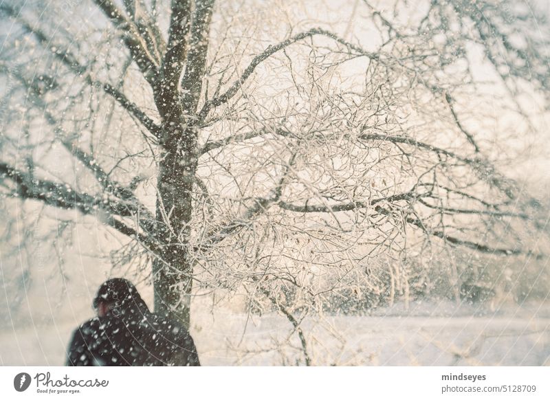 Leise rieselt der Schnee rieselnder Schnee Schneefall winter Winterspaziergang winterspass kahler Baum Abendlicht frost kalt eiskalt natur baum Winterstimmung