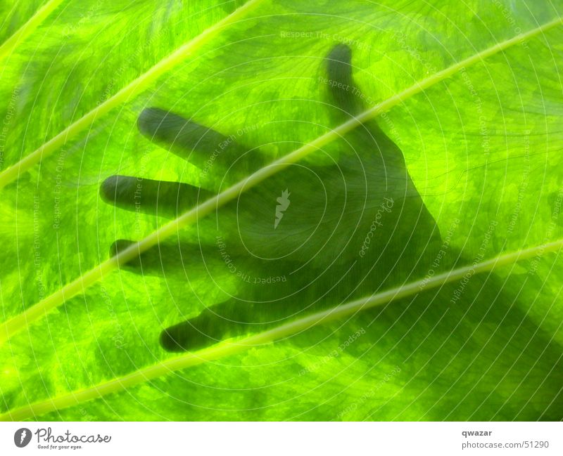 touching the sun Licht Sommer Hand leaf light abstract god