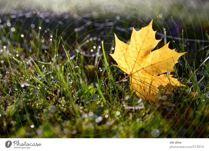 schönes Wetter Natur Pflanze Herbst Klima Klimawandel Schönes Wetter Blatt Rasen Gras Ahornblatt frisch nass gelb grün Wandel & Veränderung Jahreszeiten Tau