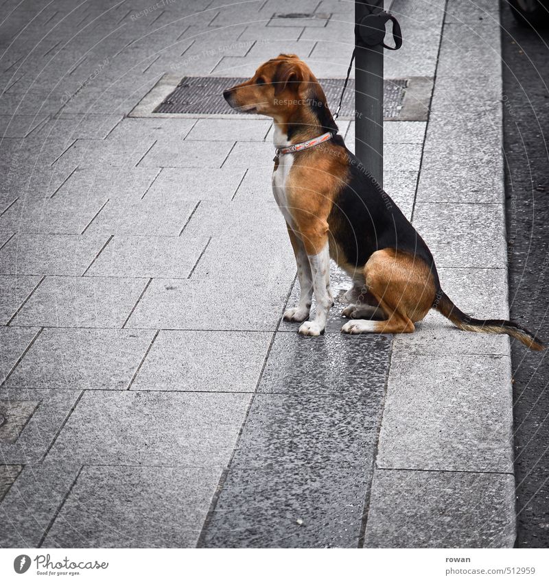wo bleibt frauchen? Haustier Hund sitzen warten Wachsamkeit diszipliniert Treue Tierliebe geduldig Bürgersteig Vorfreude angekettet Hundeleine angeleint