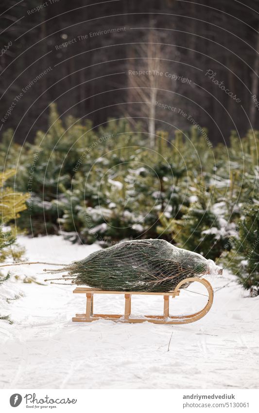 Schöne Weihnachtspostkarte. Tannenbaum im Netz auf dem Markt gekauft auf hölzernen Vintage-Schlitten in verschneiten Wald. Bereit gefeiert Winterurlaub. Neujahr Urlaub, festlichen Hintergrund
