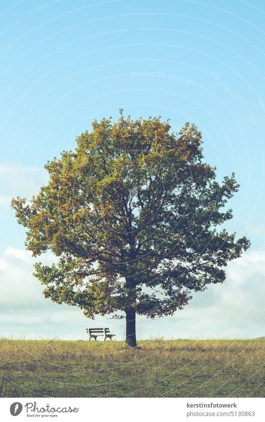 Einzelner Baum mit Bank Natur Himmel Landschaft blau Wolken Feld Wiese Schönes Wetter Tag Menschenleer Farbfoto Textfreiraum oben Textfreiraum unten Herbst