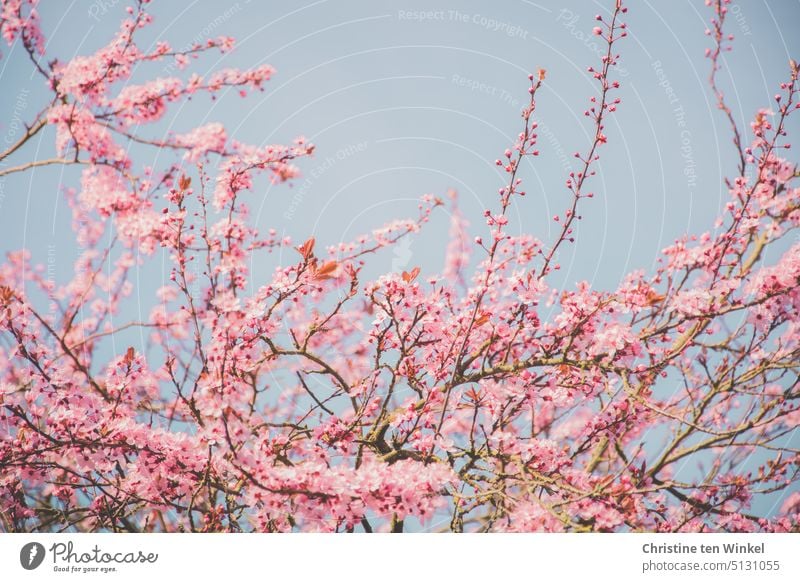 Bitte Frühling! Blüten rosa Blüten blühender Baum Kirschblüte natürlich Blütezeit natürliches Licht zarte Blüten romantisch Unschärfe Natur blauer Himmel