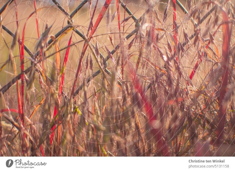 naturverbunden | vertrocknete Gräser am Maschendrahtzaun im Sonnenlicht Gräser im Licht beleuchtet Ruhe ruhig besonders zart schön zur Ruhe kommen Natur Stille