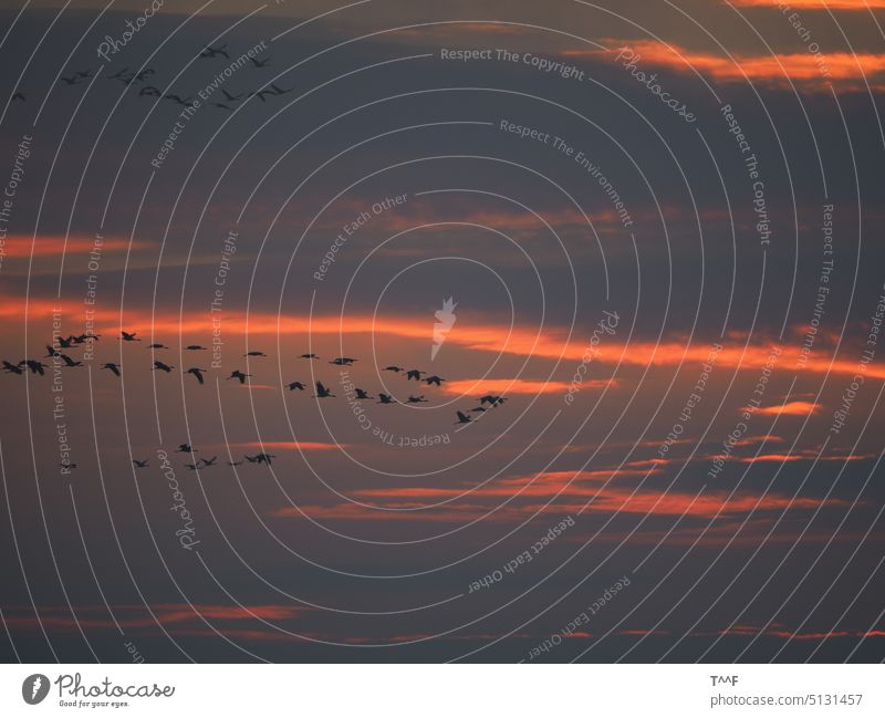 Der Himmel brennt - Kraniche ziehen bei Sonnenaufgang über die Müritz zu ihren Futterplätzen Vogel Vögel Zug der Kraniche Wildvögel Morgenstimmung Morgenrot