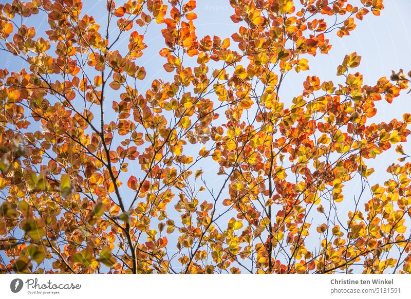 Frisch ausgetriebene Blätter der Blutbuche an einem schönen Tag im Mai Neuaustrieb Blick nach oben Zweige Zweige u. Äste Blatt Jahreszeiten Baum