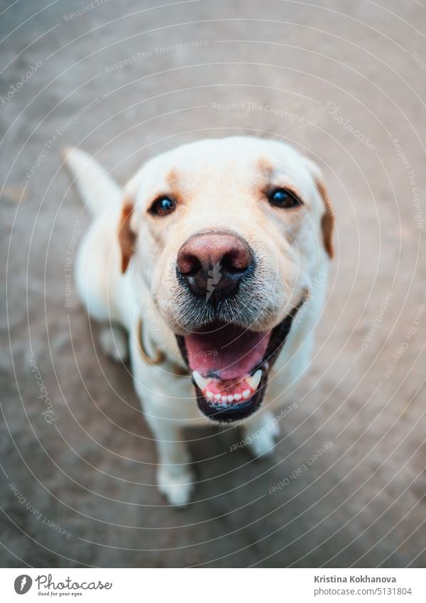 Schöner erwachsener Goldener Labrador Hund. Hündchen lächelnd. Er fühlt sich heiß im Sommer. bezaubernd Tier Hintergrund schön Eckzahn Nahaufnahme niedlich