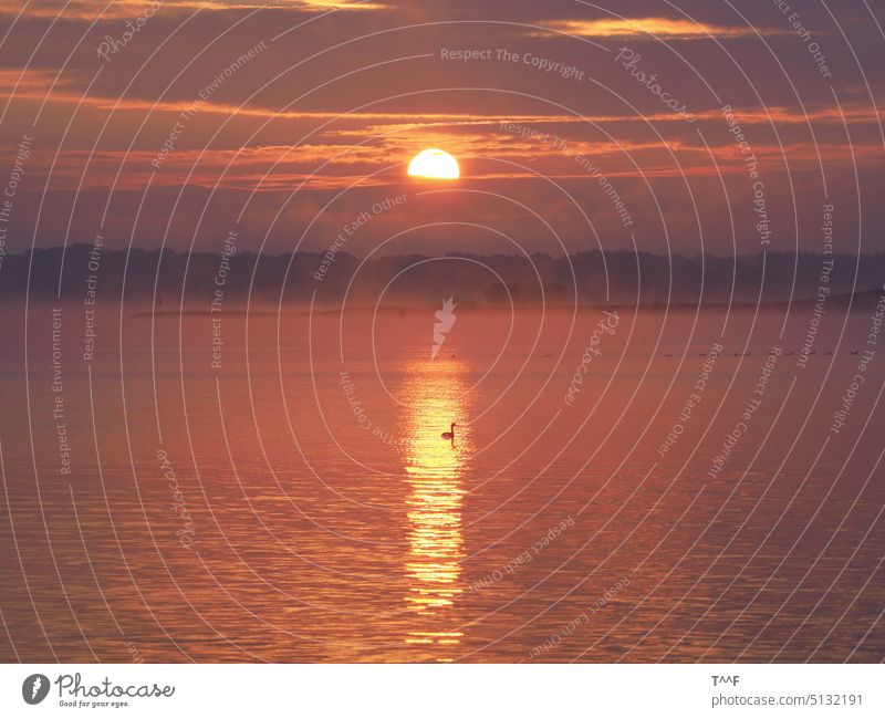 Müritz - Sonnenaufgang mit einsamen Haubentauchern auf der Sonnenspiegelung im Wasser Mecklenburg Morgenhimmel Morgenrot Morgenröte Taucher Binnensee