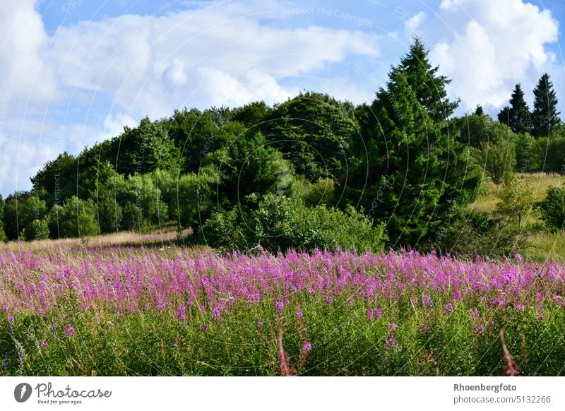 Blühende Weidenröschen auf einem Berg in der hohen Rhön weidenröschen epilobium pflanze blume wildblume pink rosa wiese naturschutzgebiet blumen farbtupfer