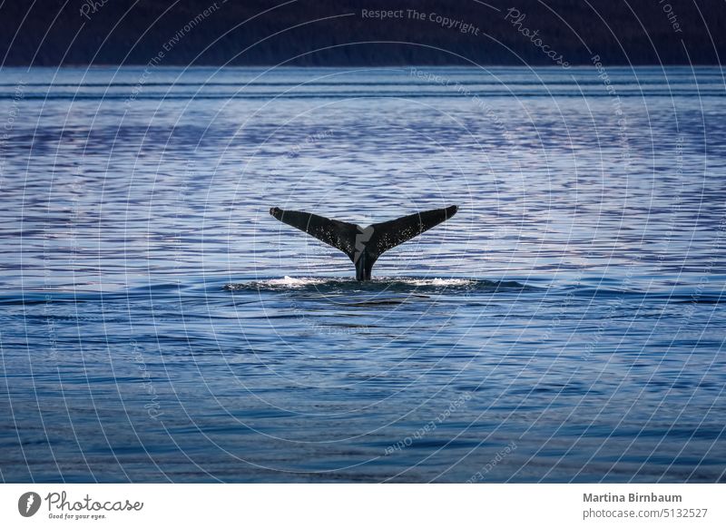 Walflosse in den kalten Gewässern Alaskas Meer Wasser Leitwerke Natur Tierwelt Leben Flosse groß wild unter Wasser Buckelige Glückstreffer Säugetier MEER marin