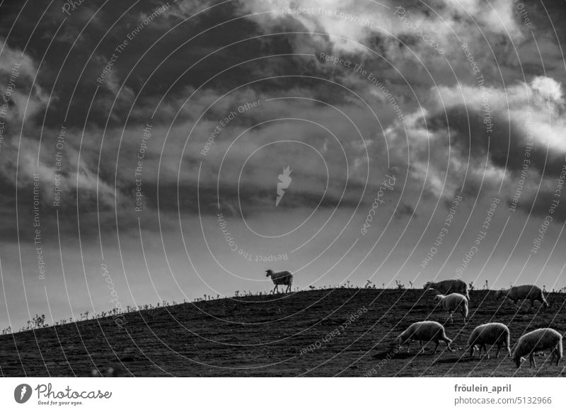 Das Mutige | Leithammel Schaf Tier Schafherde Wiese Natur Tiergruppe Landschaft Schafe Weide Landwirtschaft führen mutig Vorangehen Hügel Horizont Wolken