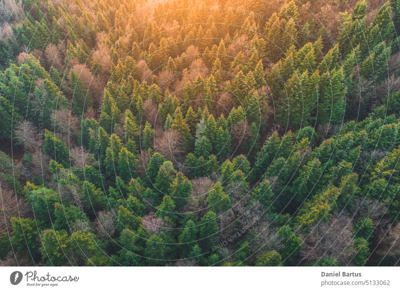 Luftaufnahme des Waldes am Morgen mit den Sonnenstrahlen, die auf die Bäume fallen. Drohnenansicht oben Antenne Hintergrund schön Farbe farbenfroh