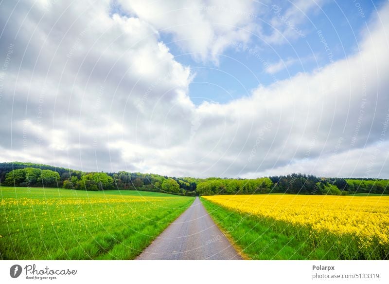 Straße in einer ländlichen Landschaft mit grünen und gelben Feldern hell frisch Rapsfeld Erdöl Sonne Ackerland Wolken Ansicht Blüte Überstrahlung reisen