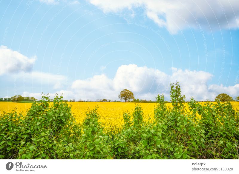 Ländliche Sommerszene mit einem gelben Rapsfeld Baum Szene landwirtschaftlich Sonne Land organisch Landwirtschaftsbereich gold Vergewaltigung Ökologie Energie