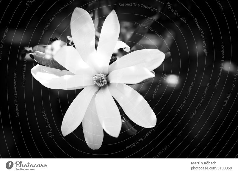 Weiße Blütenblätter einer Blume mit schwarzem Hintergrund. Schwarz und weiß abgebildet. Blumen isoliert Flora Natur Botanik Bokeh Schönheit schön romantisch