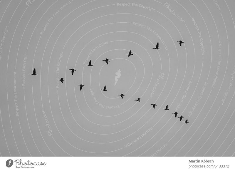 Kraniche bewegen sich in Formation am Himmel. Zugvögel auf dem Darss. Zugvogel Zingst V-Formation Vogel Wildnis Natur Fliege Ostsee beobachten Herbst Sonne