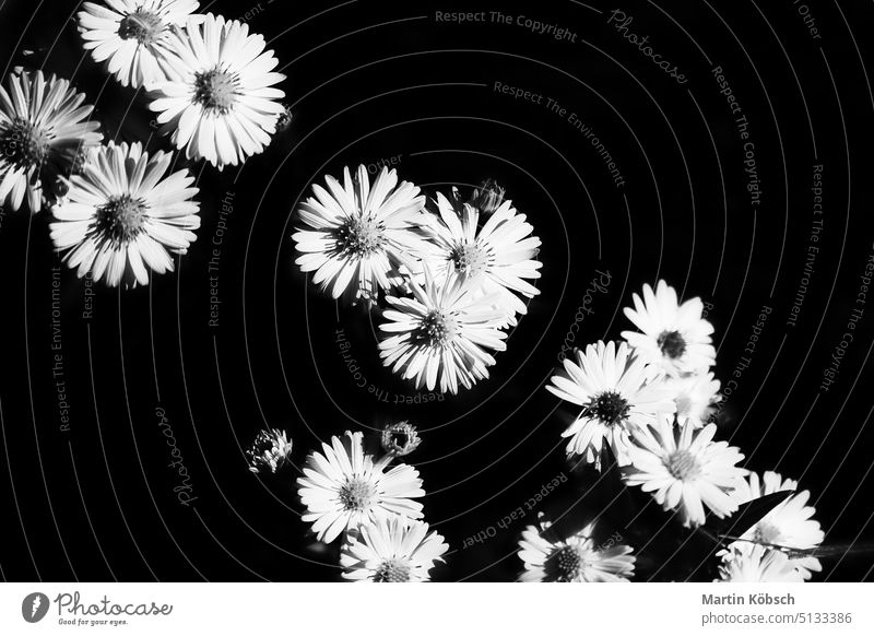 Gänseblümchen mit vielen Blumen vor schwarzem Hintergrund. Schwarz und weiß abgebildet. Blumen isoliert Balkonpflanzen schön Bellis perennis Blütezeit Botanik