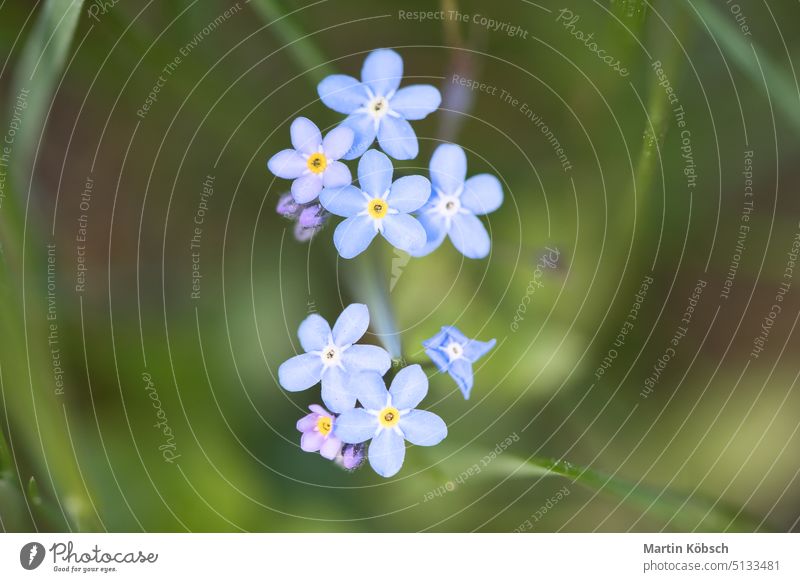 Blaue Blütenblätter einer Blume isoliert in grünem Gras dargestellt. Natürliche Wiese mit Blumen Gewöhnliche Sternhyazinthe blau Ostern Park hübsch Frühling