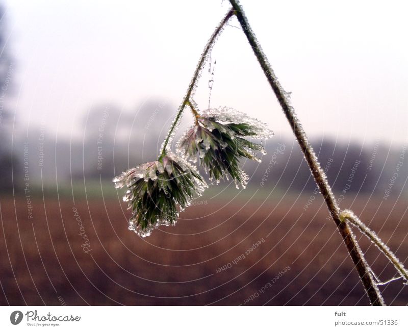 ganz kalt Pflanze Blume Winter feucht Frost Eis Landschaft Natur gefohren