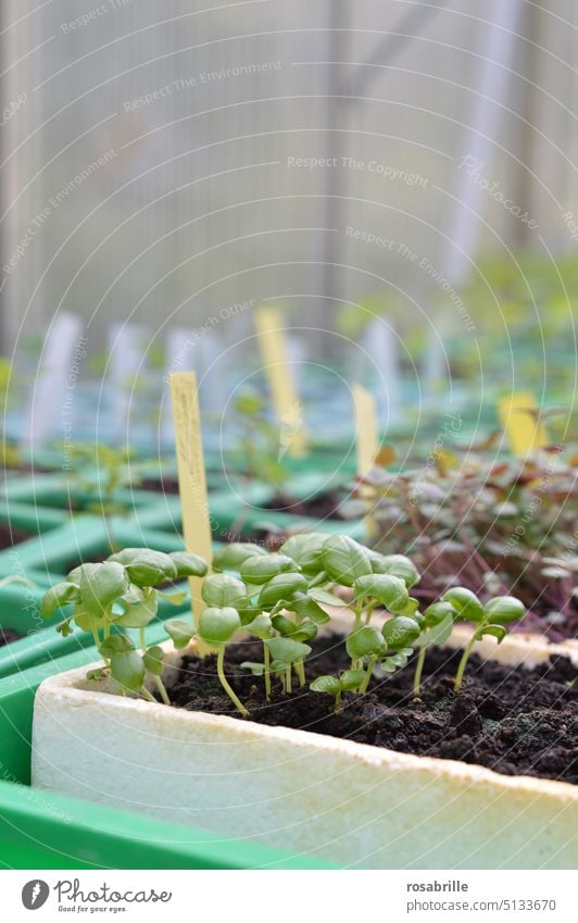 naturverbunden | Pflanzen vorziehen für den Garten 2 züchten Salat Ernährung Gemüsezucht Neubeginn neu jung Gemüsebeet Paprikapflanze Anzuchttöpfchen Frühbeet