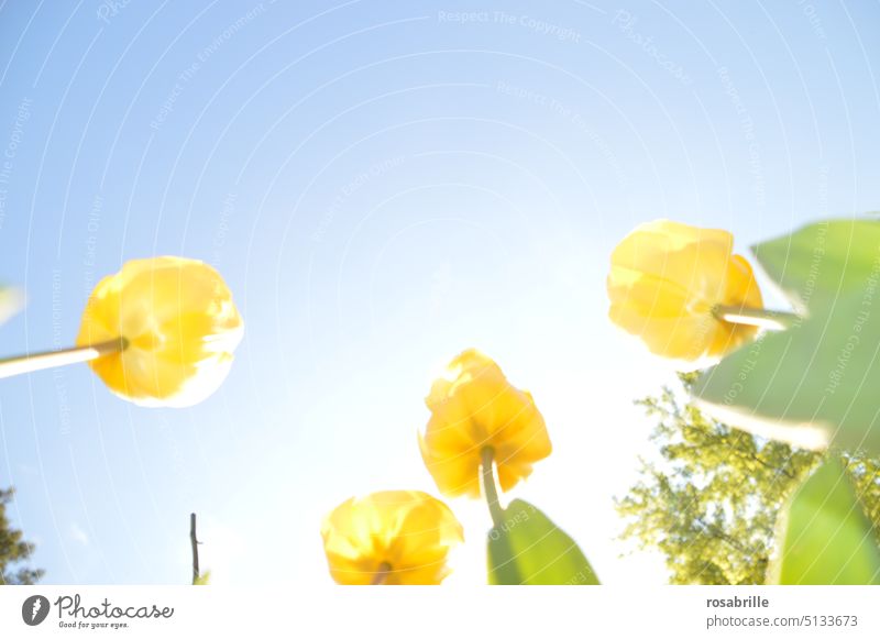 naturverbunden | Tulpen wachsen in den Himmel Frühling Froschperspektive oben gelb März April von unten Blüte Blume Sonnenschein Natur Gegenlicht Pflanze