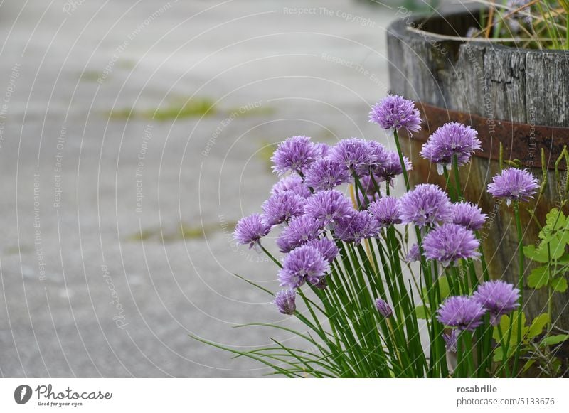 blühender Schnittlauch vor Trog Blüte lila violett Blume Pflanze wachsen wild Natur Frühling Garten natürlich Sommer