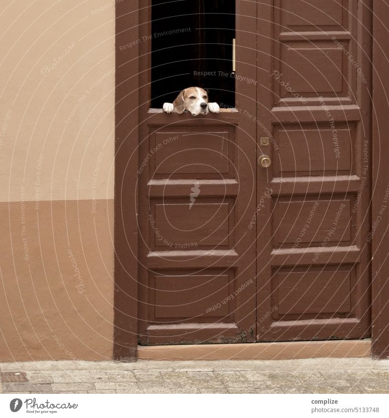 Haustier Hund lustig skurril Portugal Spanien Türsteher Tier Spaß haben gucken beobachten