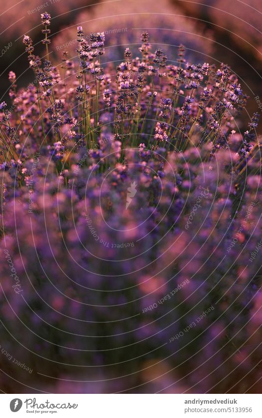 Nahaufnahme von Sträuchern Lavendel blühenden duftenden Felder auf Sonnenuntergang. Lavendel lila aromatischen Blüten auf Lavendelfeldern der französischen Provence in der Nähe von Paris.