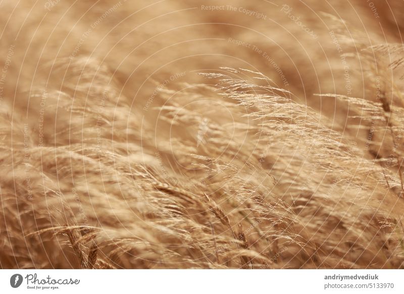 Natürlicher Hintergrund. Goldenes trockenes Gras bewegt sich leicht im Wind. Herbst natürlichen Hintergrund. trocknen Natur Umwelt Feld Pflanze Schilfrohr