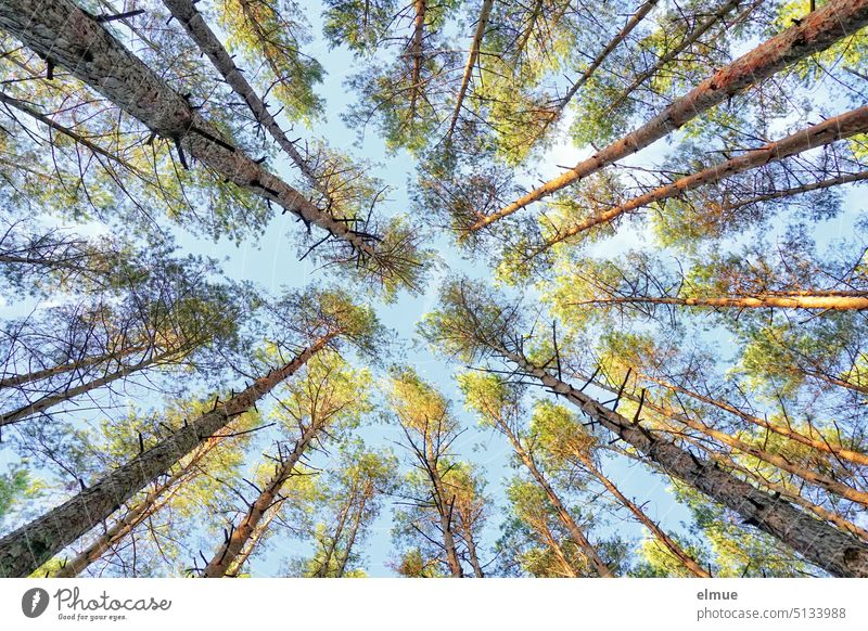 Fichtenwald aus der Froschperspektive Wald Nadelwald nach oben Baumkrone Erholung Nackenschmerzen Ansammlung Natur heimisch Monokultur Blog grün Sauerstoff