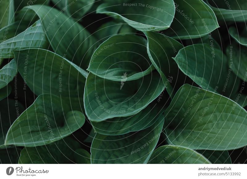 Blätter von Spathiphyllum cannifolium, abstrakte grüne Textur, Natur Hintergrund, tropisches Blatt Garten schön Design geblümt Wald natürlich Sommer