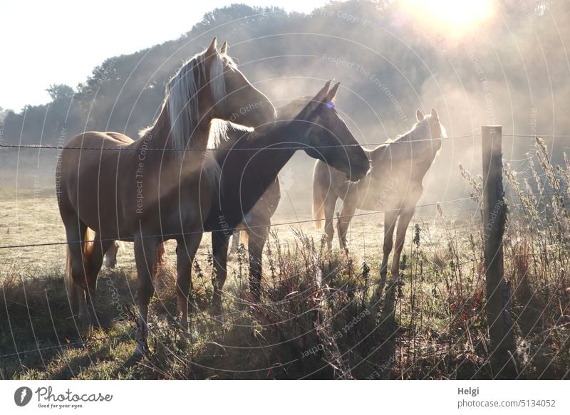 drei Pferde stehen im Morgennebel mit Gegenlicht auf der Pferdekoppel morgens Nebel Sonnenlicht Wiese Koppel Zaun Gras Stimmung Licht Schatten Dunst Natur
