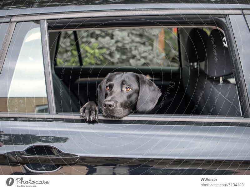 Der junge schwarze Hund hat im Auto zwar genug Luft, weil das Fenster offen bleibt, aber er wartet trotzdem sehnsüchtig auf Herrchens Rückkehr Sommer Gefahr