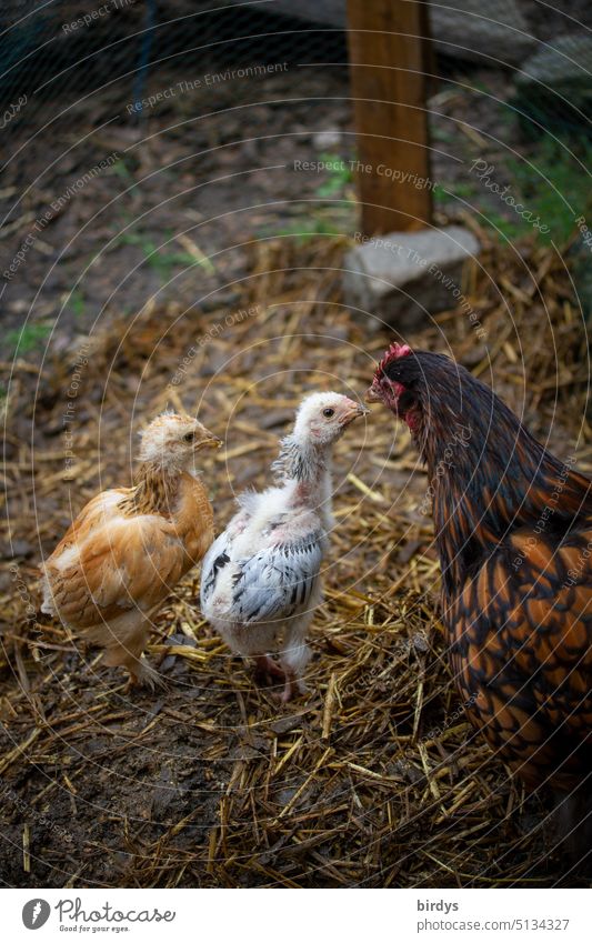 Henne mit 2 Küken in Freilandhaltung Huhn Hühnerhaltung Haushuhn artgerecht freilaufend Nutztier Biologische Landwirtschaft Bauernhof Außenaufnahme Tierhaltung