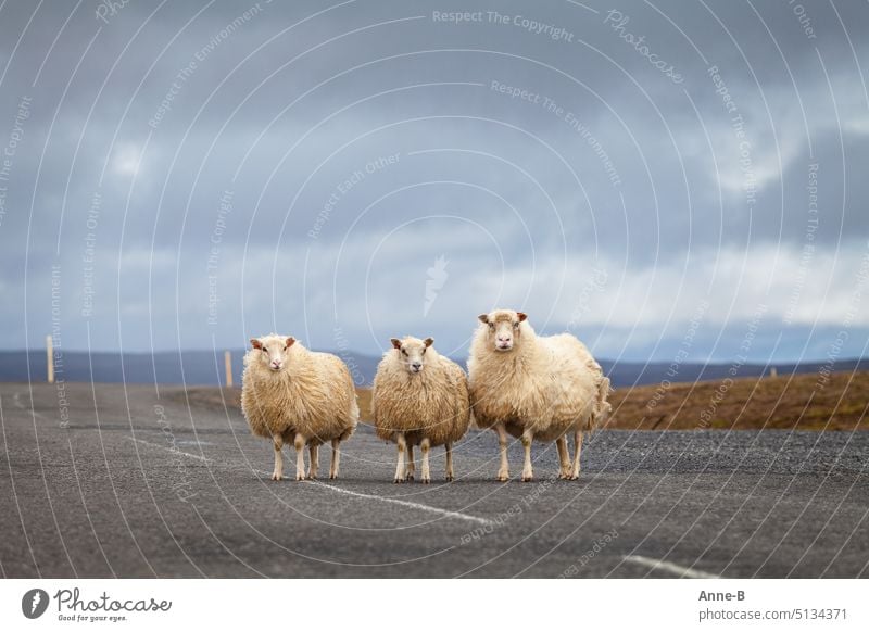 auf einer einsamen isländischen Hochlandstraße ließen sich diese drei Schafe von mir in Ruhe portraitieren, ein Mutterschaf mit zwei Lämmern mutterschaf