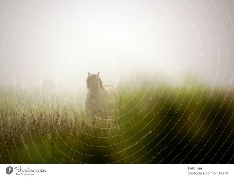 Mystisch taucht das kräftig gebaute Konikpferd aus dem Nebel auf. Seine Herde ist nur schemenhaft im Hintergrund zu erkennen. Pferd Tier Außenaufnahme Tag Wiese