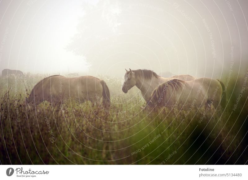 Diese wundervollen Konikpferde tauchen aus dem Nebel auf, so wild und kräftig und einfach edel. Pferd Herde Tier Außenaufnahme Tag Wiese Tiergruppe Weide Gras