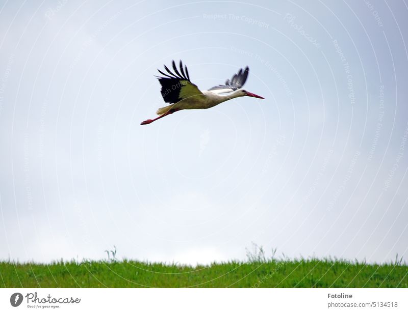 Adebar Storch fliegt elegant über die grüne Wiese vor dem wolkenlosen Himmel. Vogel Weißstorch Außenaufnahme Tier Farbfoto Wildtier Natur Tag weiß