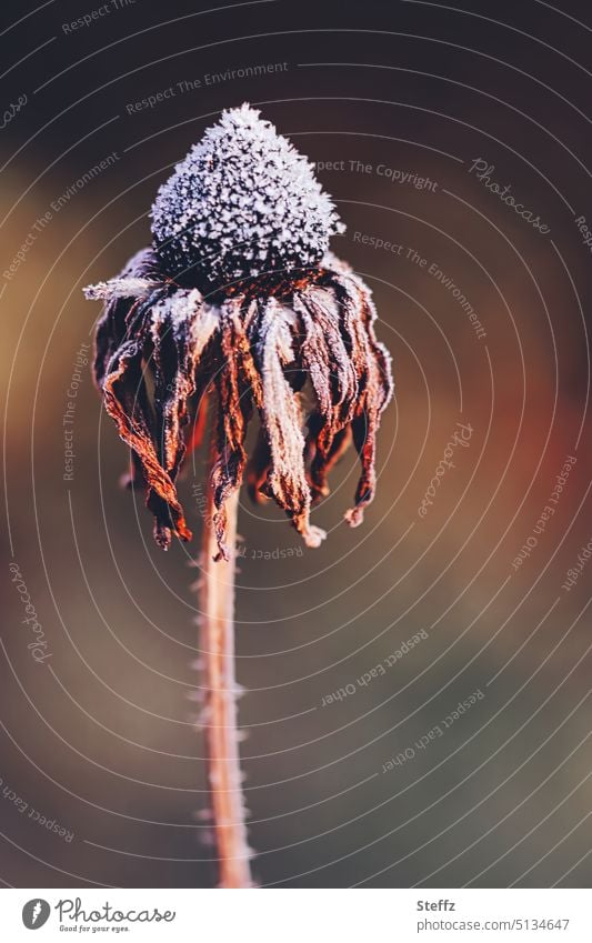 Sonnenhut kalt erwischt Echinacea welk verwelkt Raureif Frost frostig Dezember Kälte Blütenblätter Blume Korbblütler Heilpflanze frieren Wintersonne braun weiß