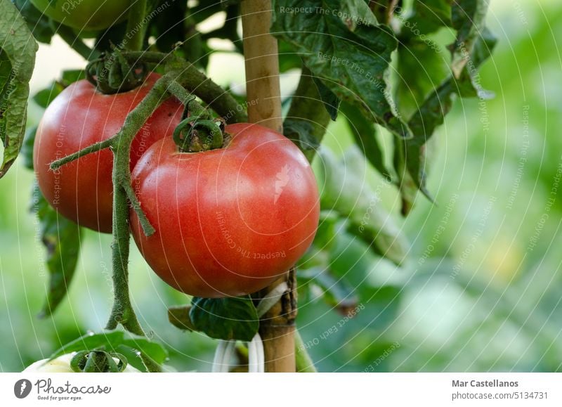 Tomatenpflanze mit roten Früchten und unscharfem Hintergrund. Kopierraum. Pflanze Gemüse Garten natürlich Öko reif geschmackvoll appetitlich Vitamine Veganer