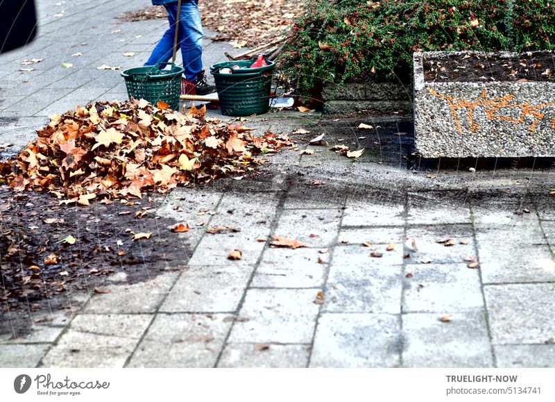 Stadtgärtner beseitigt das Herbstlaub aus den Beeten und vom Fußgängerweg und sammelt es in Körben zum Abtransport Laub sammeln Blätter Fußweg Rechen Gärtner