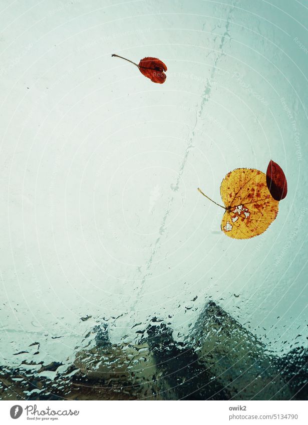 Herbstblues Herbstlaub gefallen kleben Autodach PKW Zusammensein Blatt Farbfoto Blattadern Glas Regen Wetter Himmel Detailaufnahme Natur Umwelt Vergänglichkeit