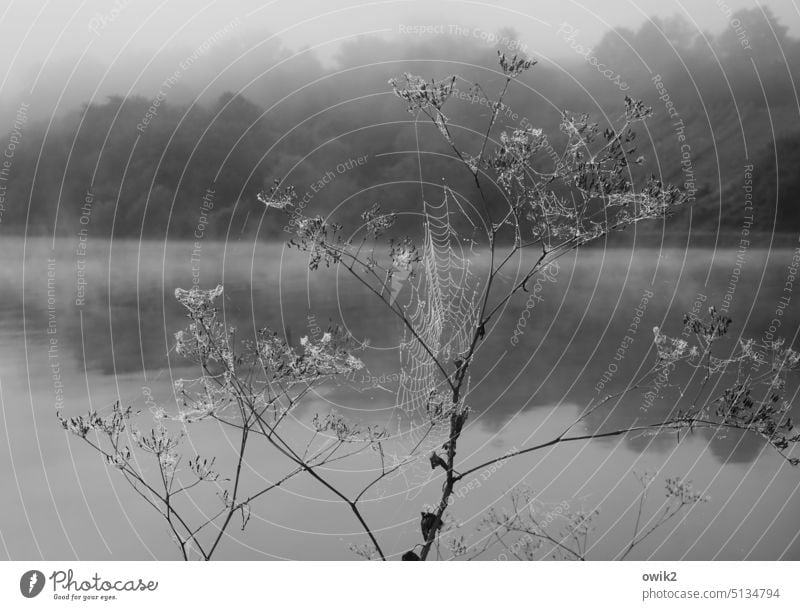 Lontano Schafgarbe Pflanze natürlich Wasser Flussufer Mosel Moseltal Rheinland-Pfalz Idylle Mosel (Weinbaugebiet) Natur Ufer Nebel geheimnisvoll düster Herbst