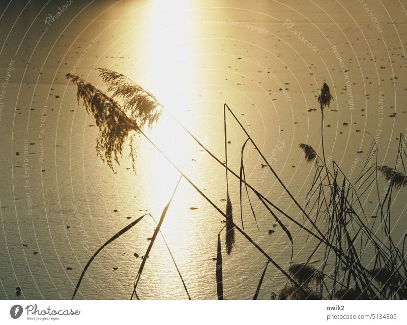 Halmbruch Röhricht Pflanze Halme Büschel Licht Sonnenlicht Kontrast Außenaufnahme Umwelt Landschaft Natur Wasser Schönes Wetter Teich See sepiafarben Sehnsucht