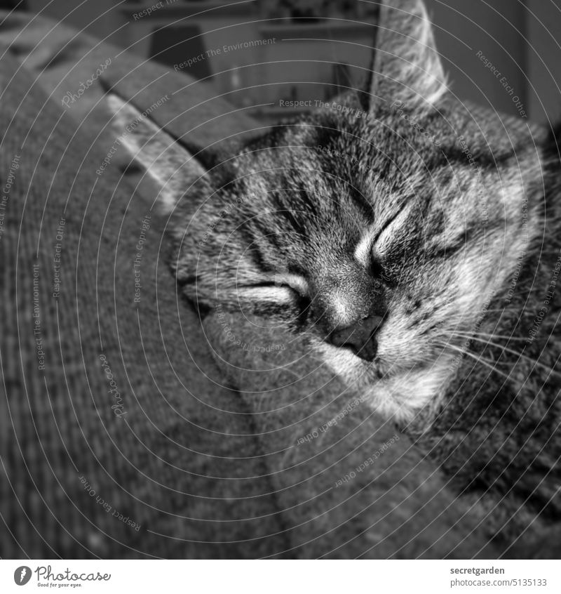 Cat Content Katze Schwarzweißfoto schlafen Entspanntung niedlich Katzengesicht Schlaf Erholung Tier Haustier Tierporträt Hauskatze Fell ruhig kuschlig