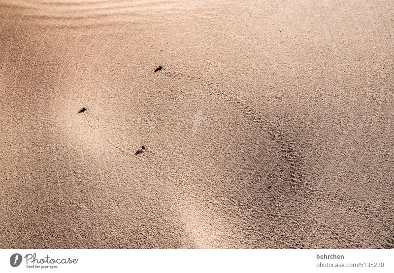 spuren hinterlassen Afrika Natur Namibia Farbfoto Sand Wüste Käfer Spuren Dünen tiere Insekten