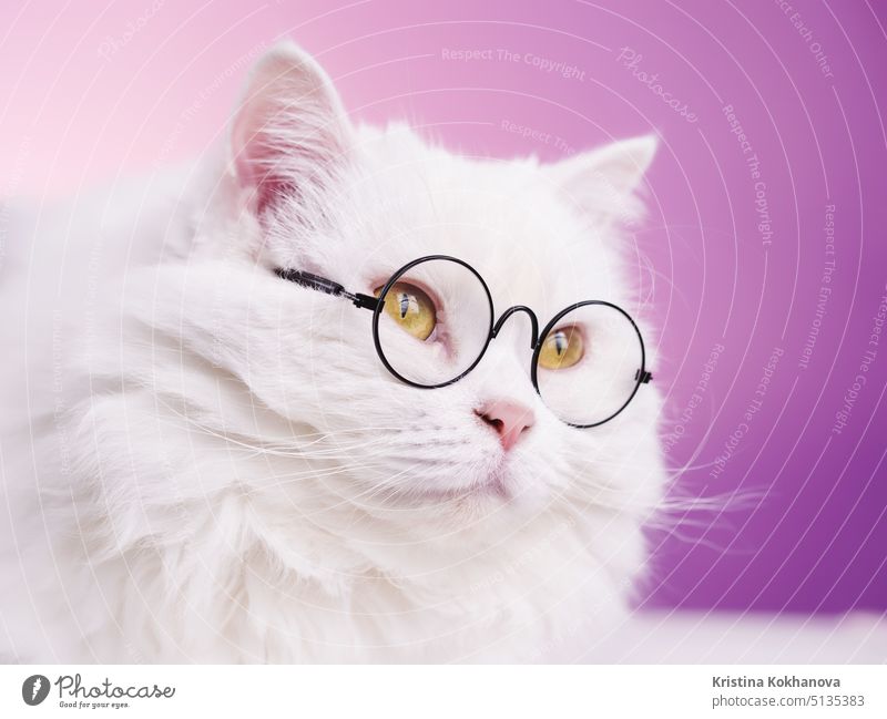 Domestic soigne Wissenschaftler Katze posiert auf rosa Hintergrund Wand. Close Porträt der flauschigen Kätzchen in transparenten runden Brille. Bildung, Wissenschaft, Wissen Konzept.
