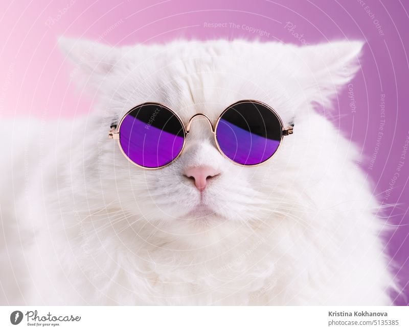 Close Porträt der weißen Pelz Katze in der Mode Sonnenbrille. Studio-Foto. Luxuriöse Hauskatze mit Brille posiert auf rosa Hintergrund Wand Tier Glas lustig